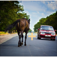 Love Horse Â©_20-grA4Nxv2ESiP1RY9q1LH0lQZVkRyxL6c.jpg